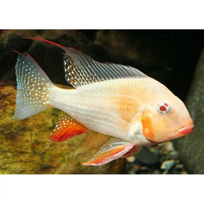 Geophagus Albino Hickelii 5 Inces XL-size